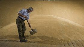 В среду в интервенционный фонд РФ закупили более 3 тыс тонн зерна